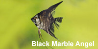 black_marble_angel