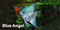blue_angel