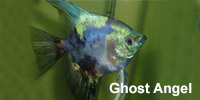 ghost_angel