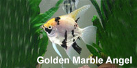 golden_marble_angel