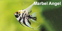 marbel_angel
