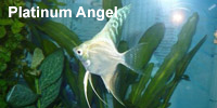 platinum_angel