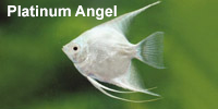 platinum_angel_2