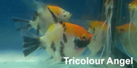 tricolour_angel