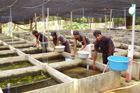 farm_c