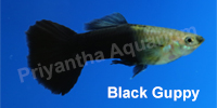 black_guppy