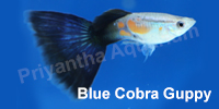 blue_cobra_guppy