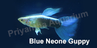 blue_neone_guppy