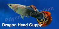 dragon_head_guppy