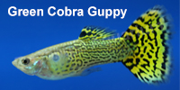 green_cobra_guppy