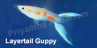 layertail_guppy