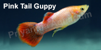 pink_tail_guppy