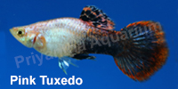 pink_tuxedo