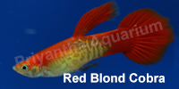 red_blond_cobra
