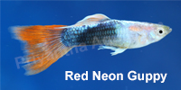 red_neon