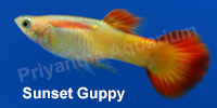 sunset_guppy
