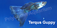 terqus_guppy
