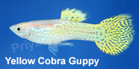yellow_cobra_guppy