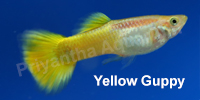 yellow_guppy