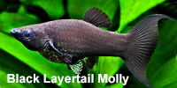 black_layertail_molly