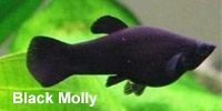 black_molly