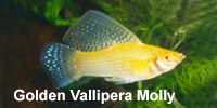 golden_vallipera_molly