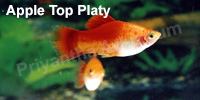 apple_top_platy