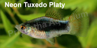 neon_tuxedo_platy