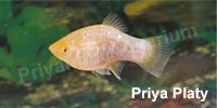 priya_platy