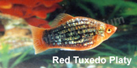 red_tuxedo_platy